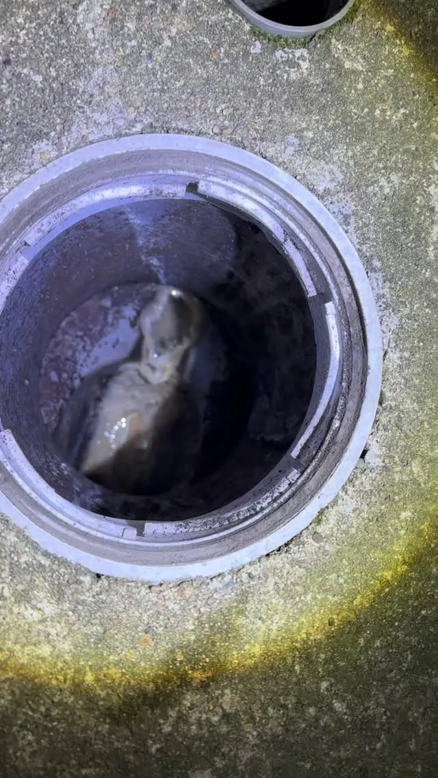 排水溝掃除🧹