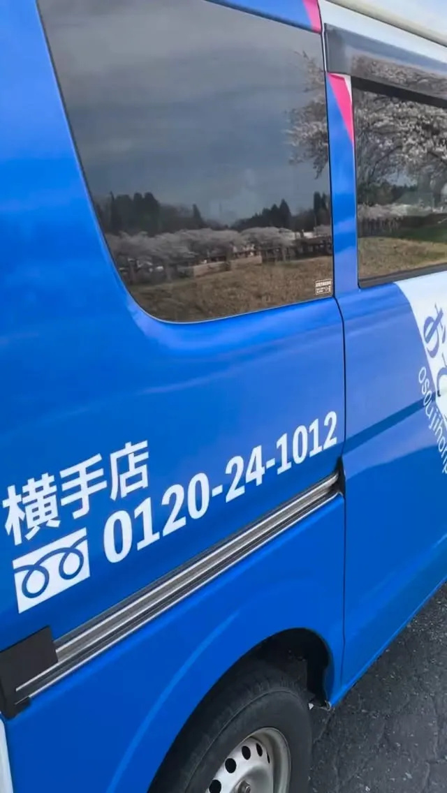 横手市、桜🌸満開⁉️